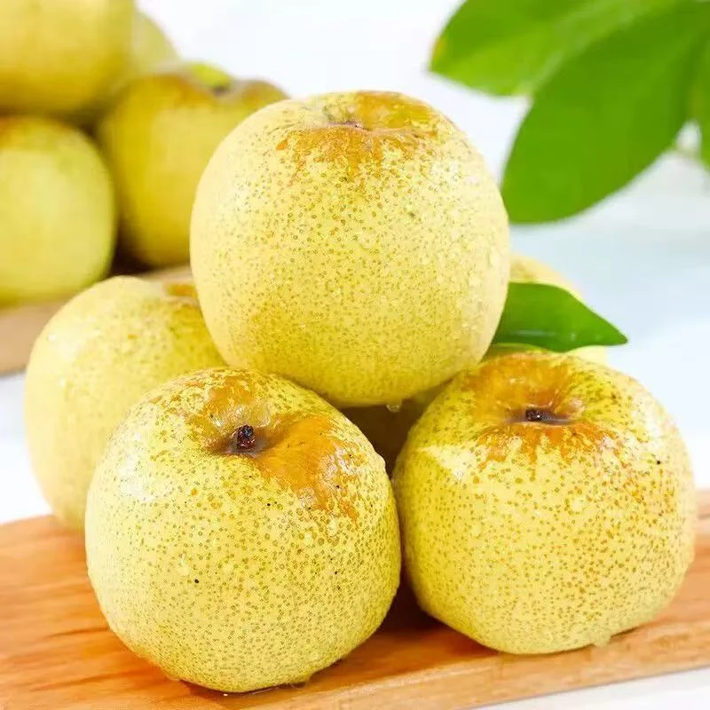 正宗【砀山酥梨】百年老树砀山梨现采现摘果园直发当季水果