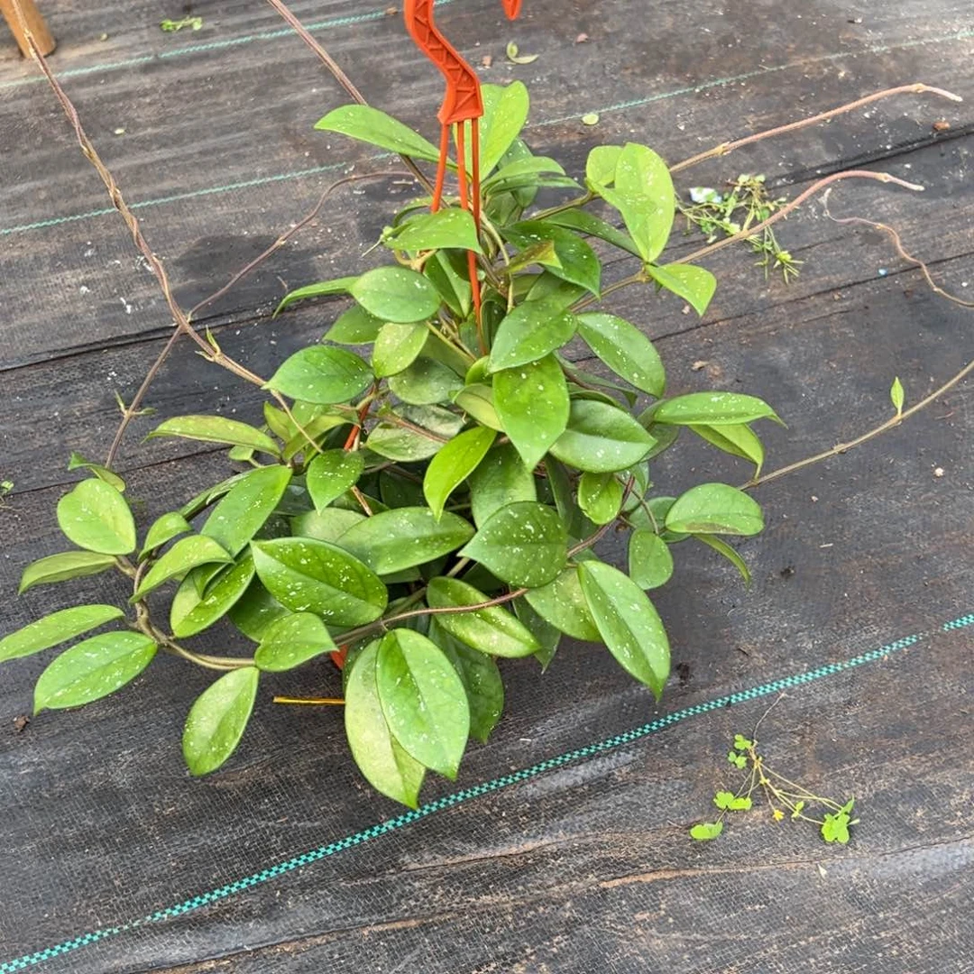 雪***梅无花朵绿叶红球兰