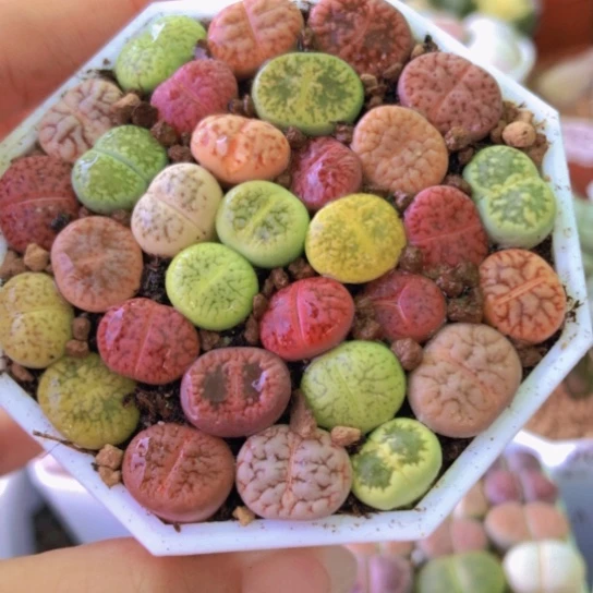 2258，1厘米左右下班福利