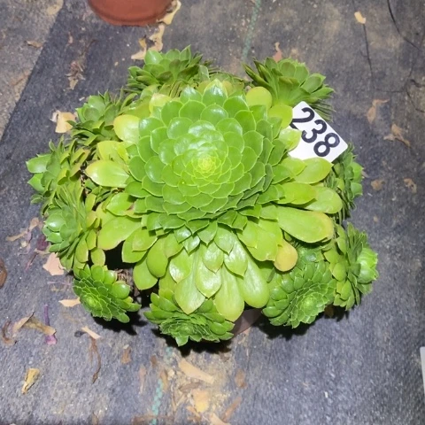 绿翡脆多肉植物法师不包损