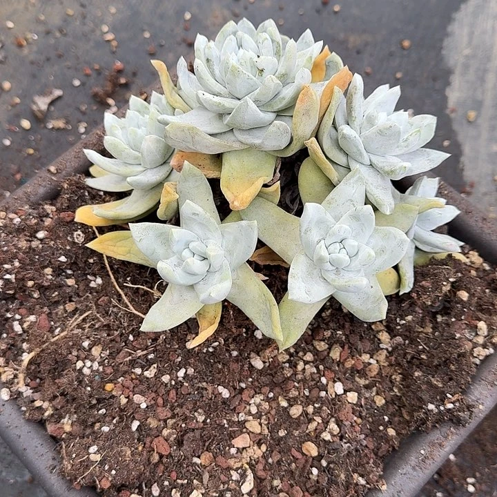 猪*拇指仙女杯多肉植物