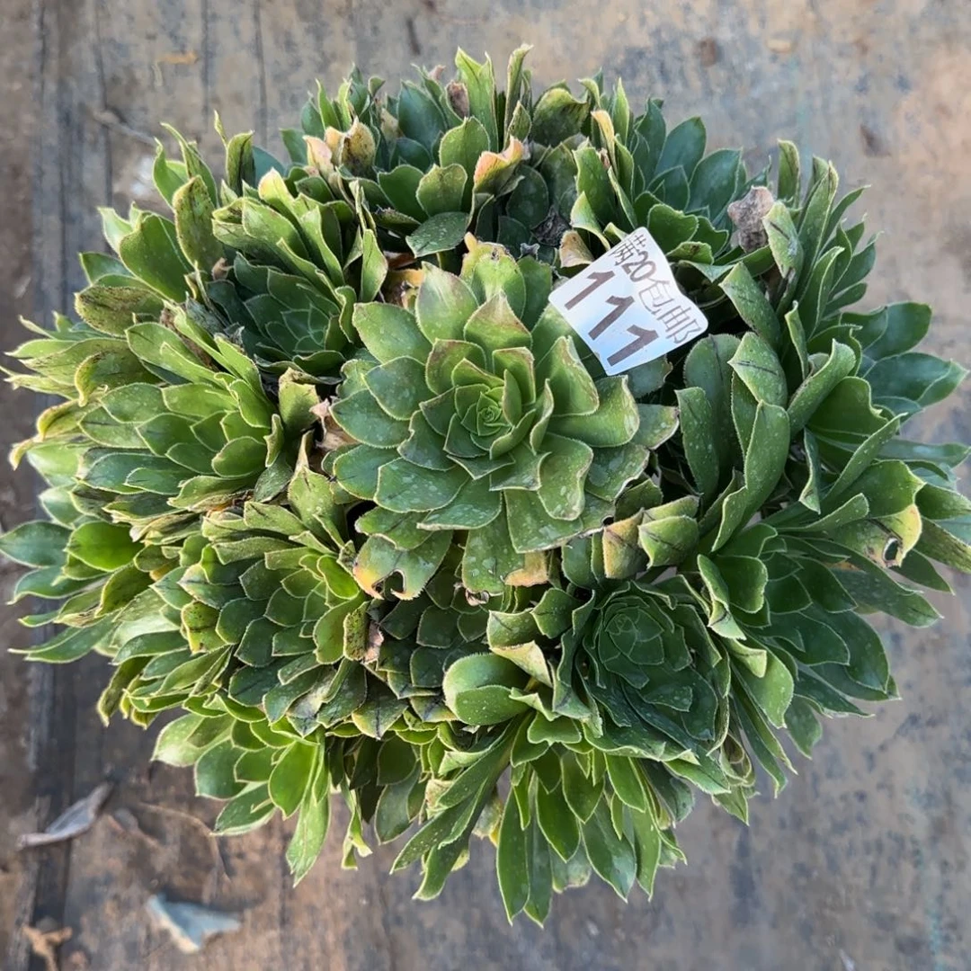 绿法师111满20包邮断枝不包