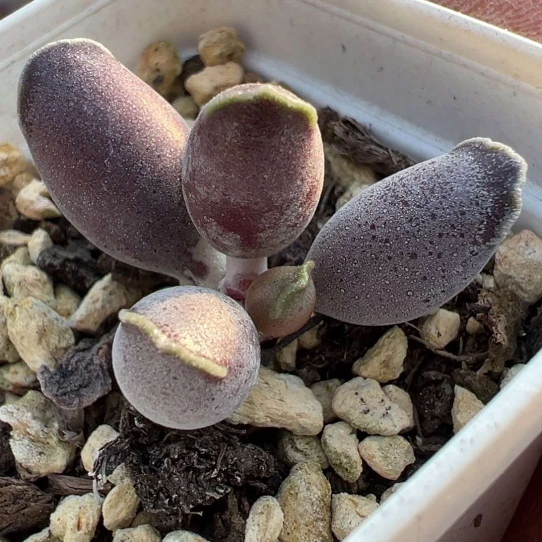 艺伎海报多肉植物水泡