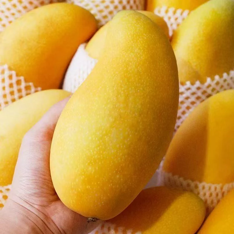 【H正宗金煌芒】云南金煌芒黄皮大芒果特大水仙芒大芒果10斤