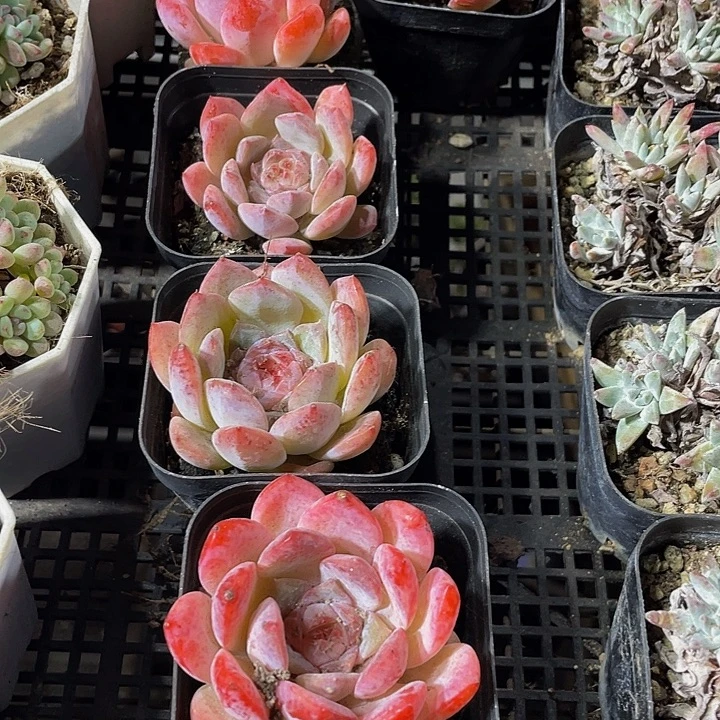 草莓心带哦土发货