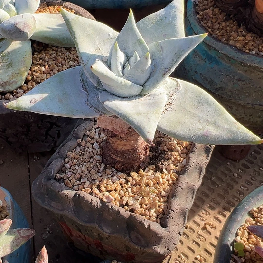 6468雪山仙女杯多肉