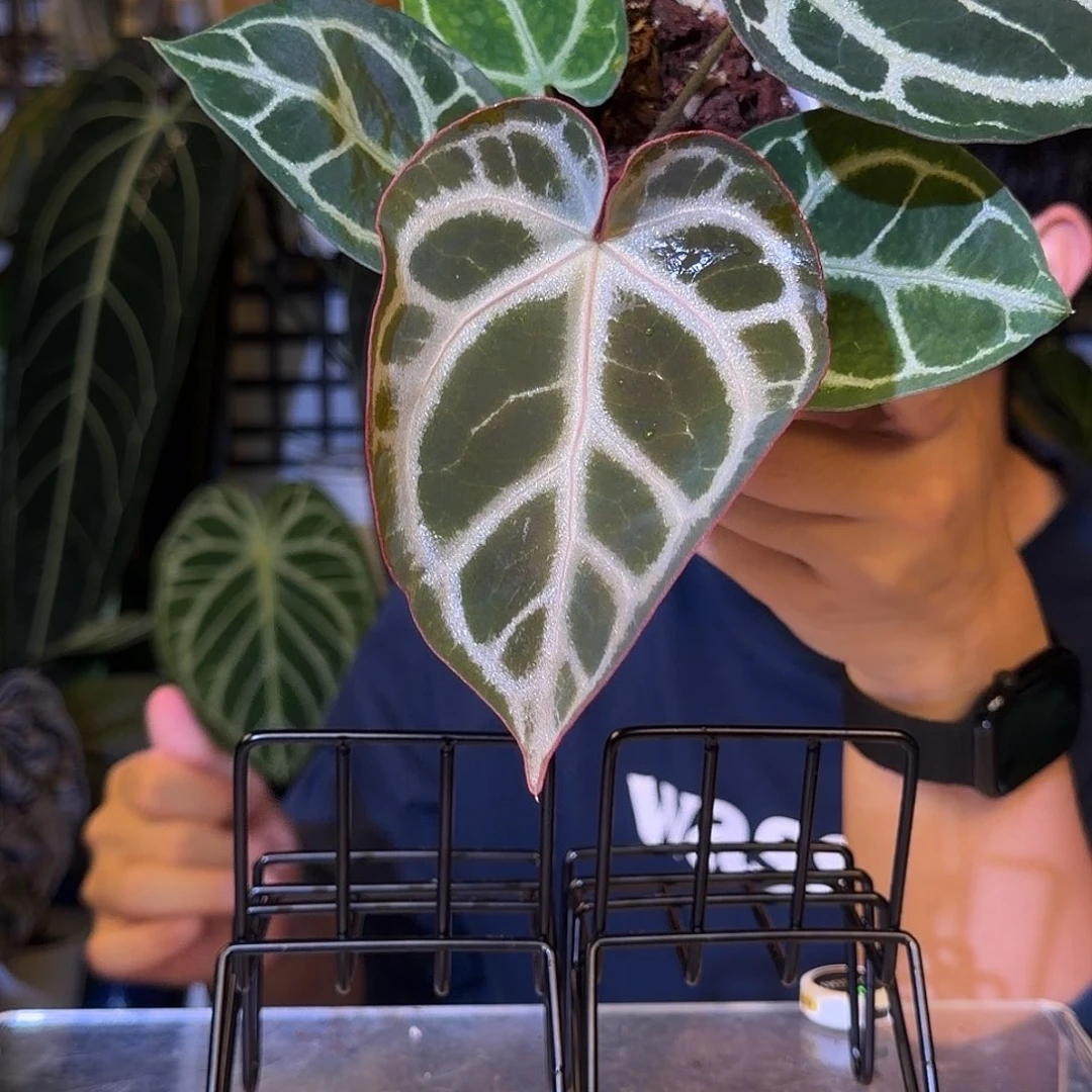 完全开放H49 粉铜杂ftg