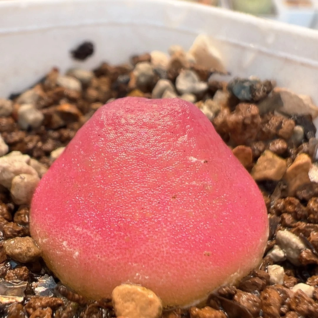 2003多肉植物菜了灯泡