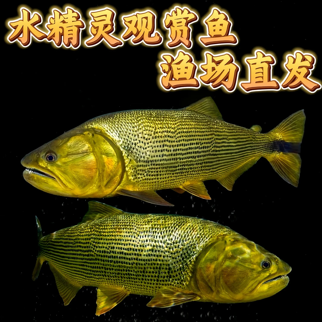黄金河虎黄金猛鱼大型加拉辛猛鱼热带淡水观赏鱼