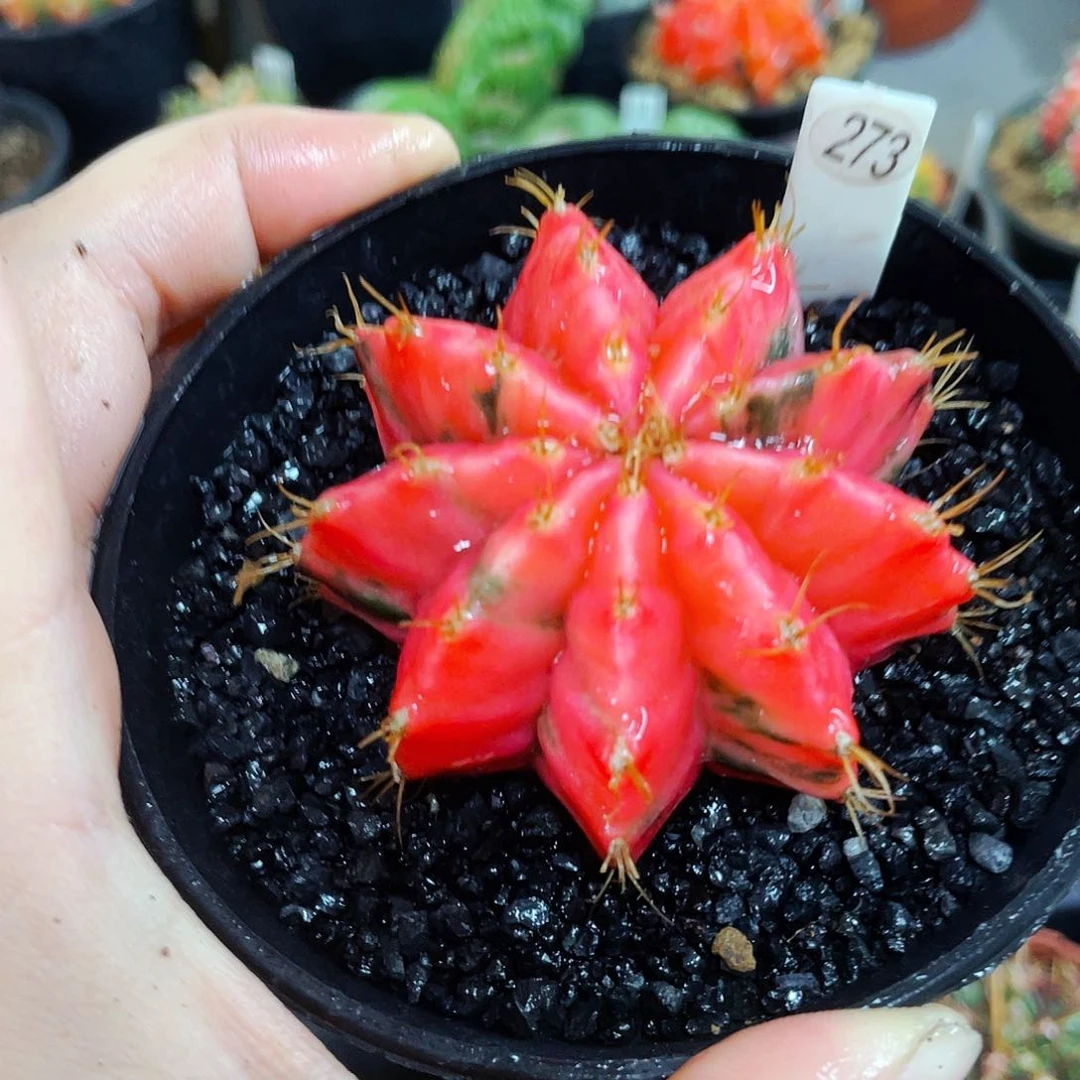 非偏远地区满25包邮仙人球裸根