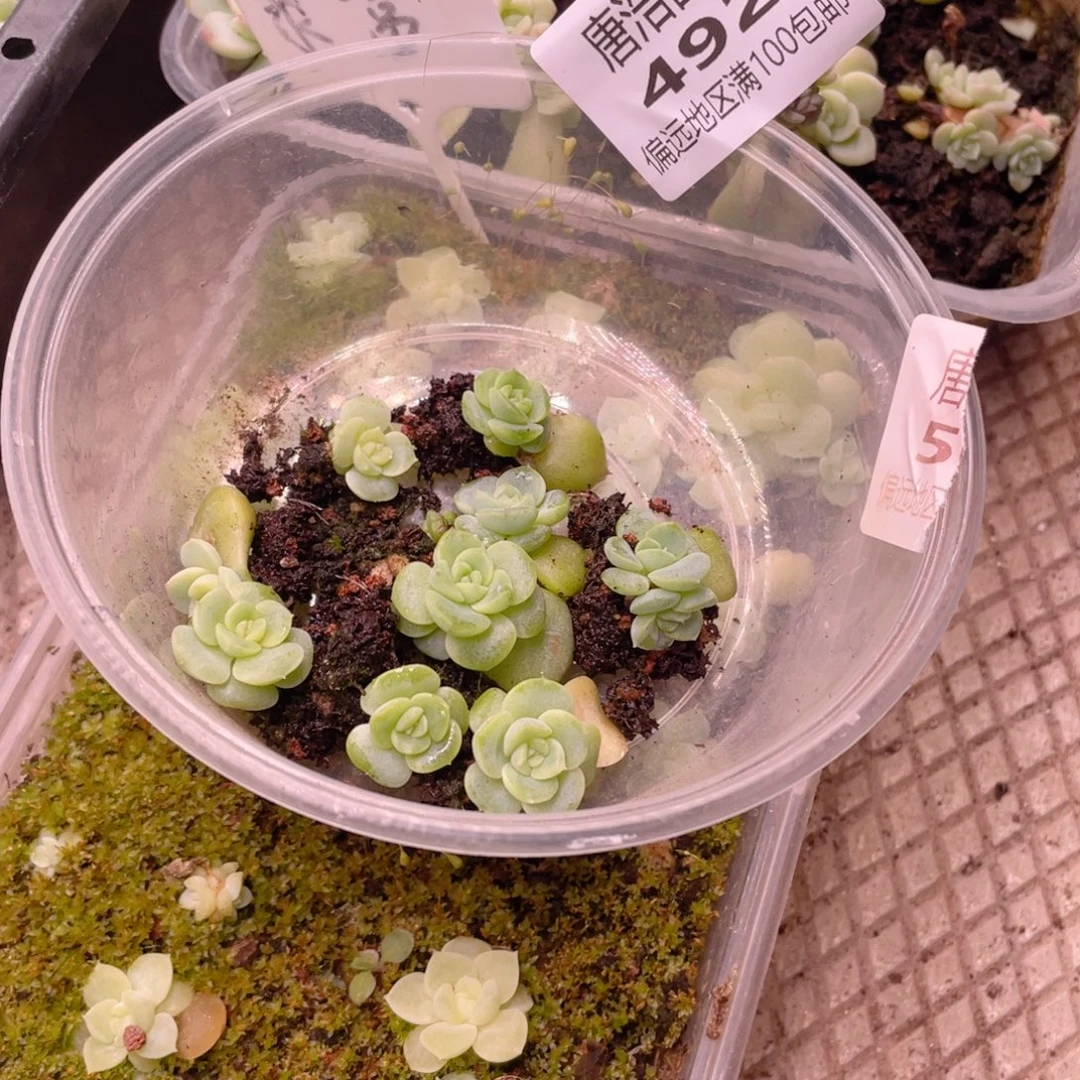 甜心混一物一拍492