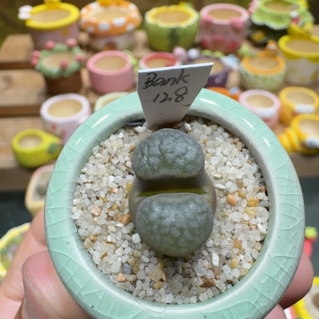 蘑菇1037班克磁铁多肉植物