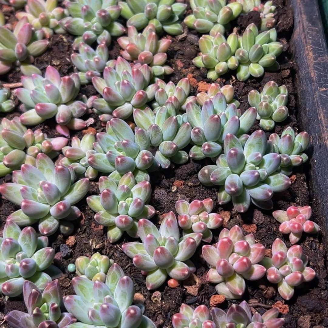 10颗美人系列多肉植物