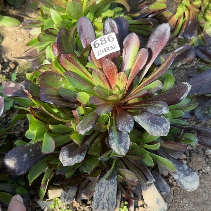 欧诺拉……多肉植物……