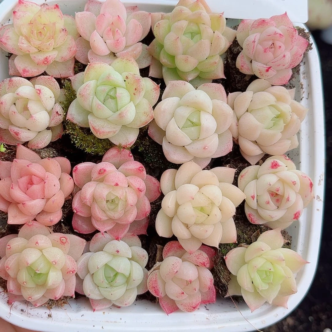 1-494 新疆西藏内蒙不发货 零下不拍保温箱不