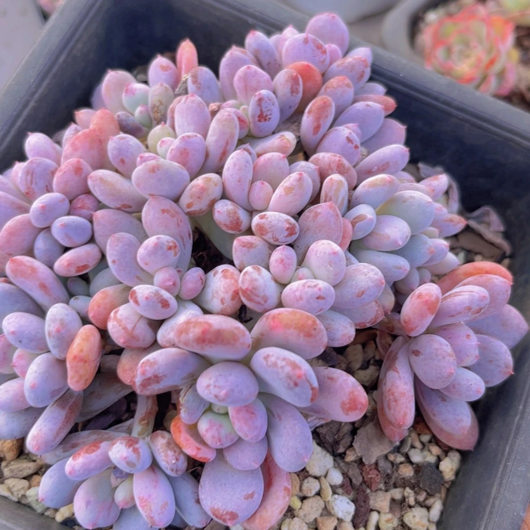 香香雪04117多肉植物