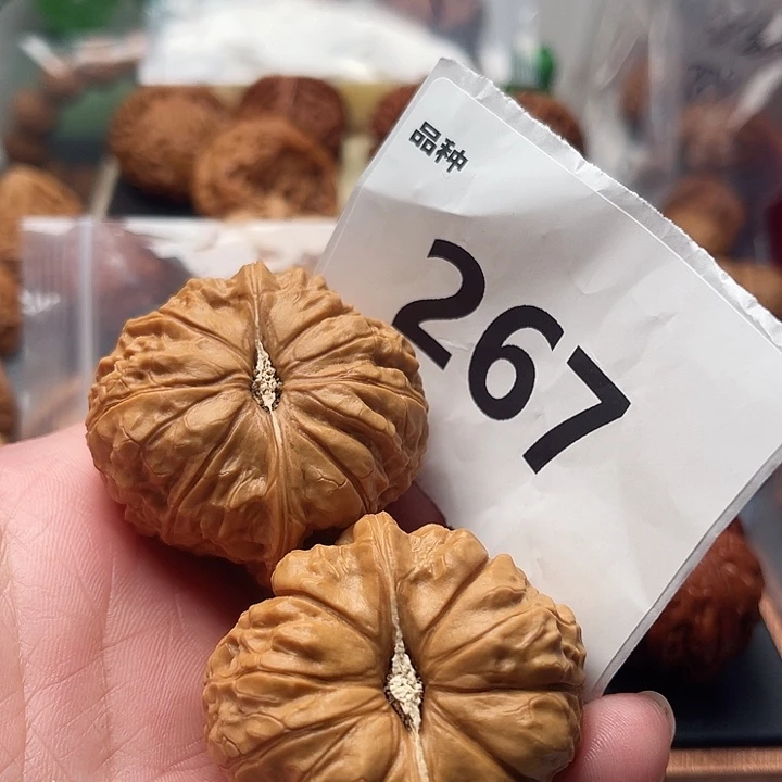 文玩核桃把件南瓜 边45 肚45。 267