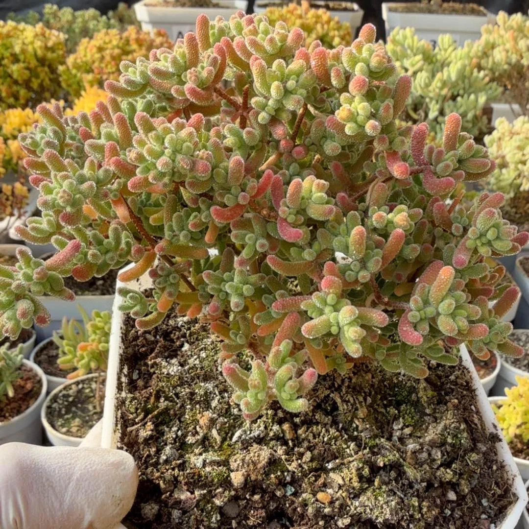 A397红冰晶枝干一物一拍