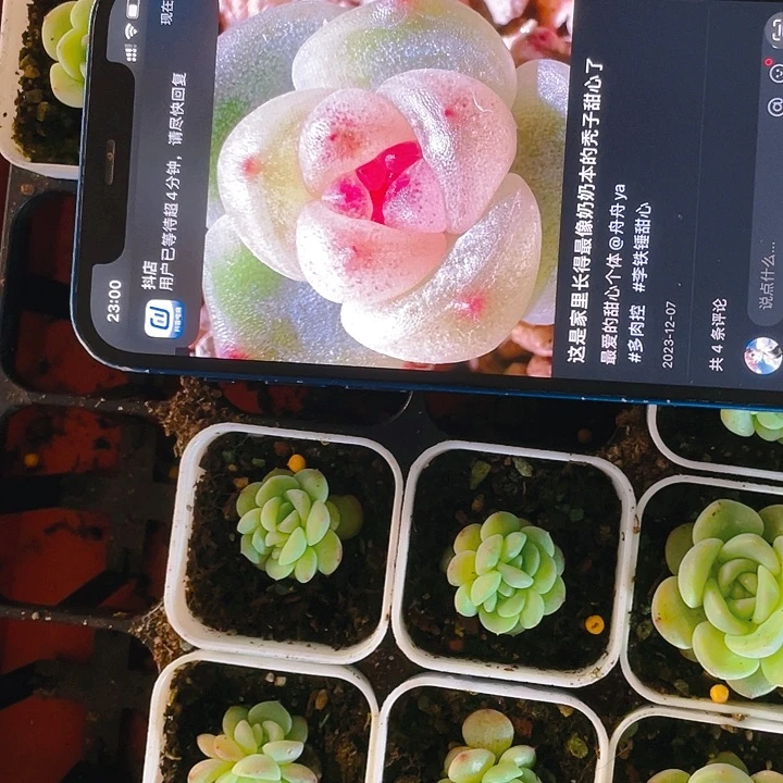 秃子甜心中盆一个满25包邮