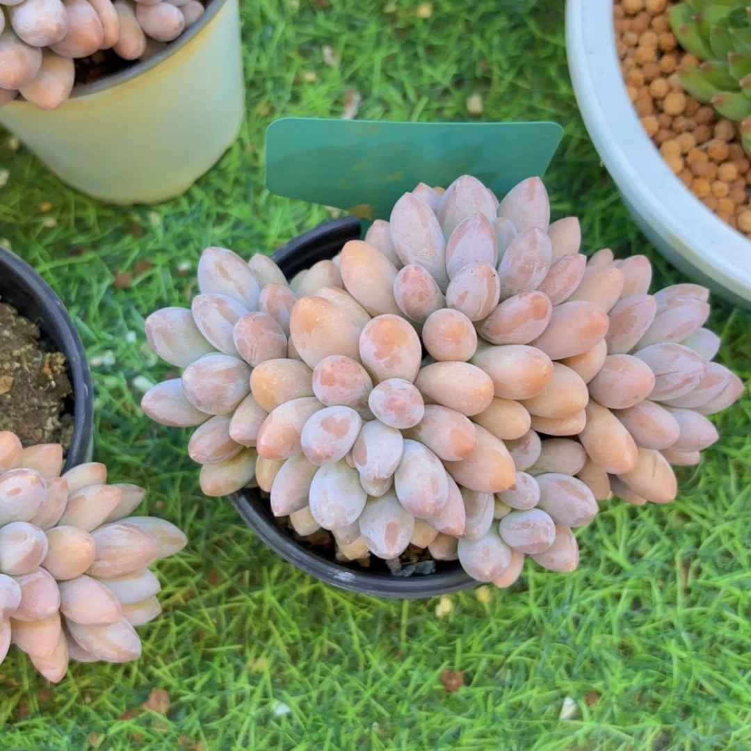 刺***1我的小可爱们都好可爱