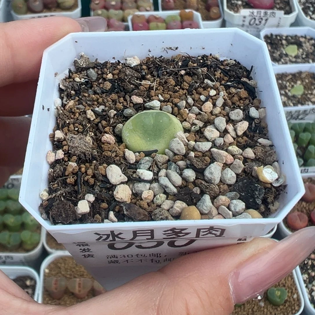 050拉登带盆土发货