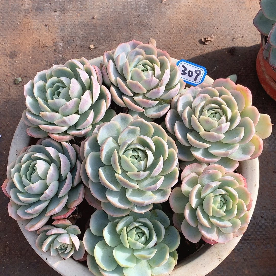 309约瑟琳一物一拍多肉