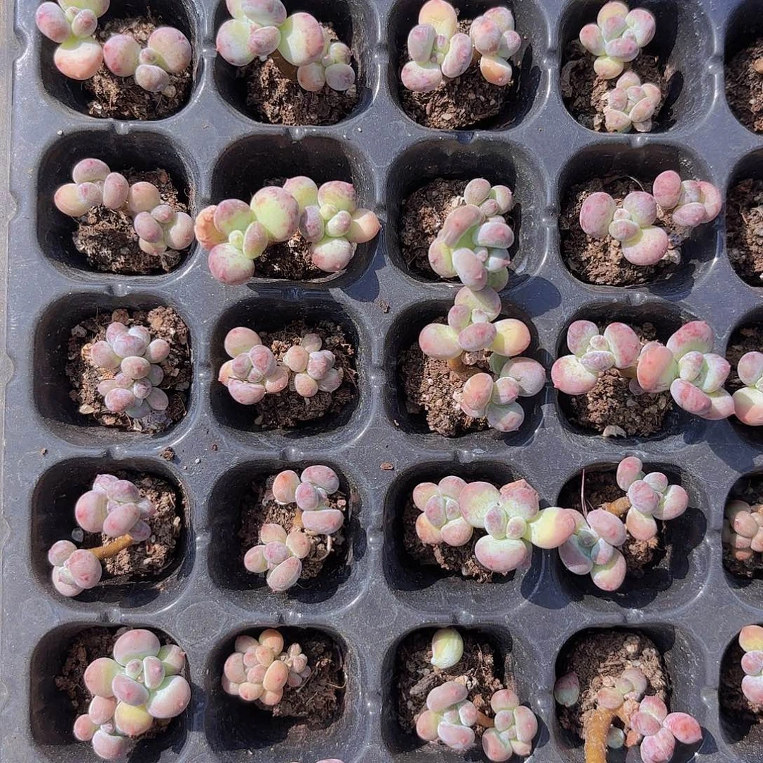萤火虫两颗一组量拍