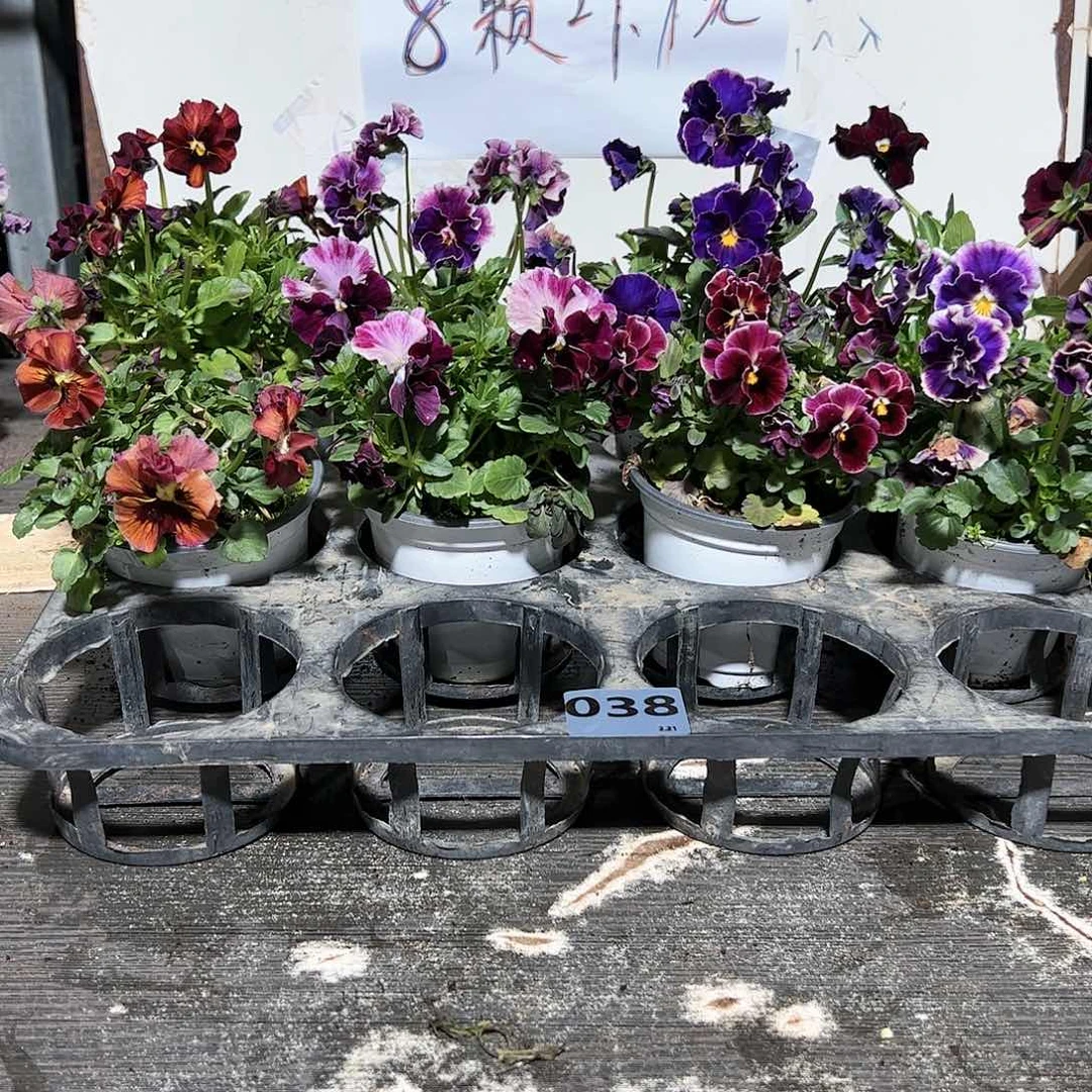 【闪购商品】038号