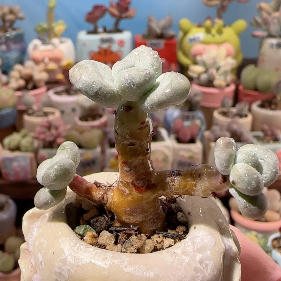 造型象牙奶 盆口3cm