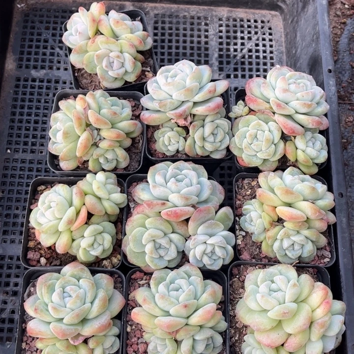 冰玉多肉七方盆一组10个4号