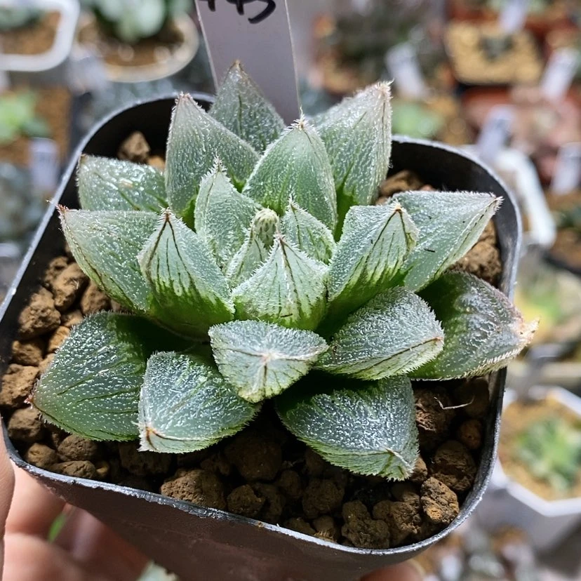 【闪购商品】443狐狸
