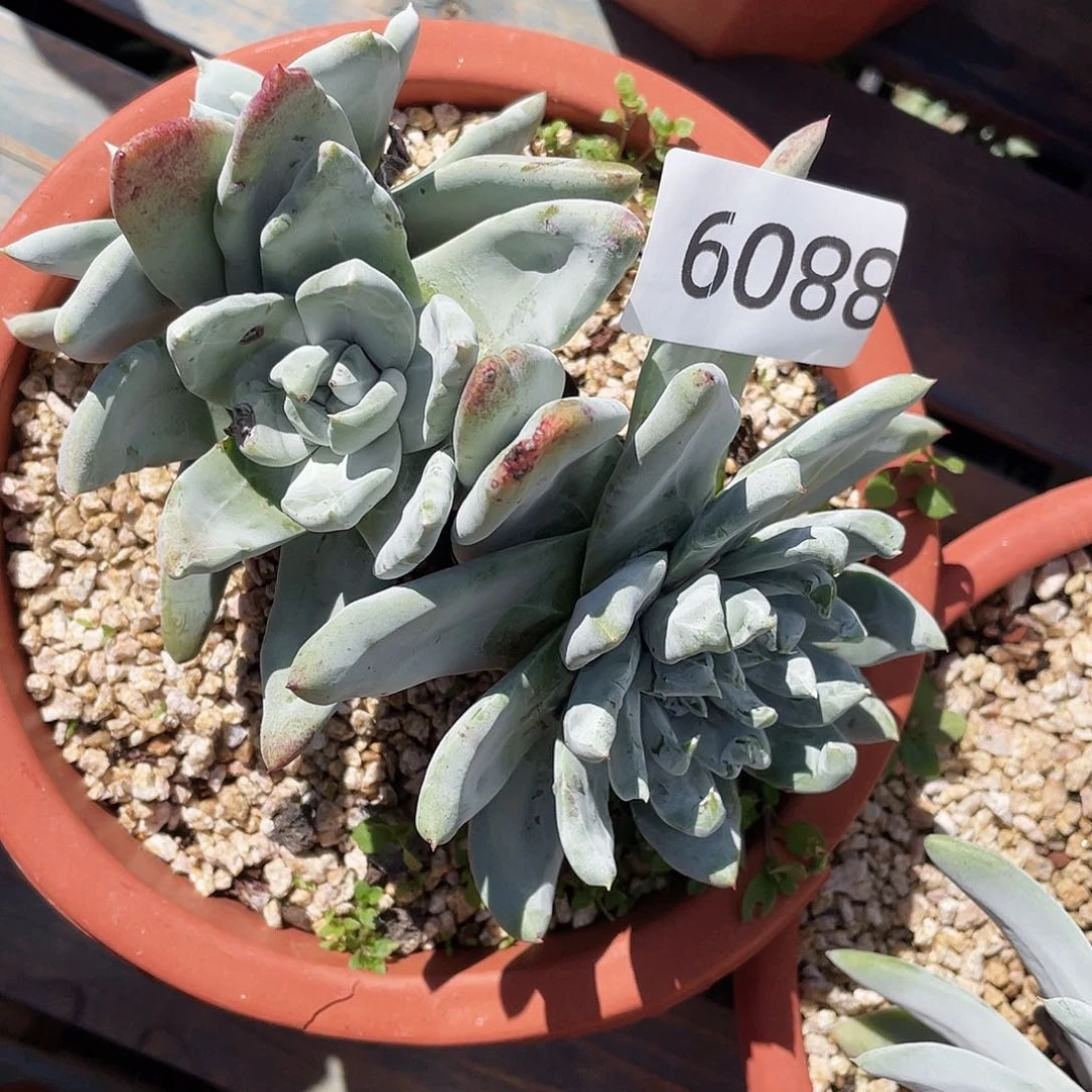 帕翠莎大群多头老桩8809