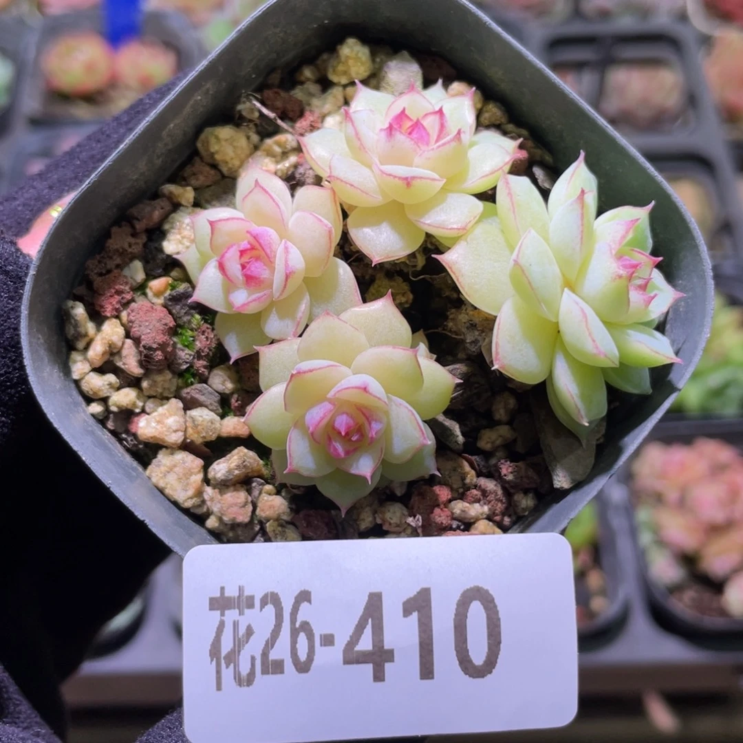 花利美26-410女王玫瑰