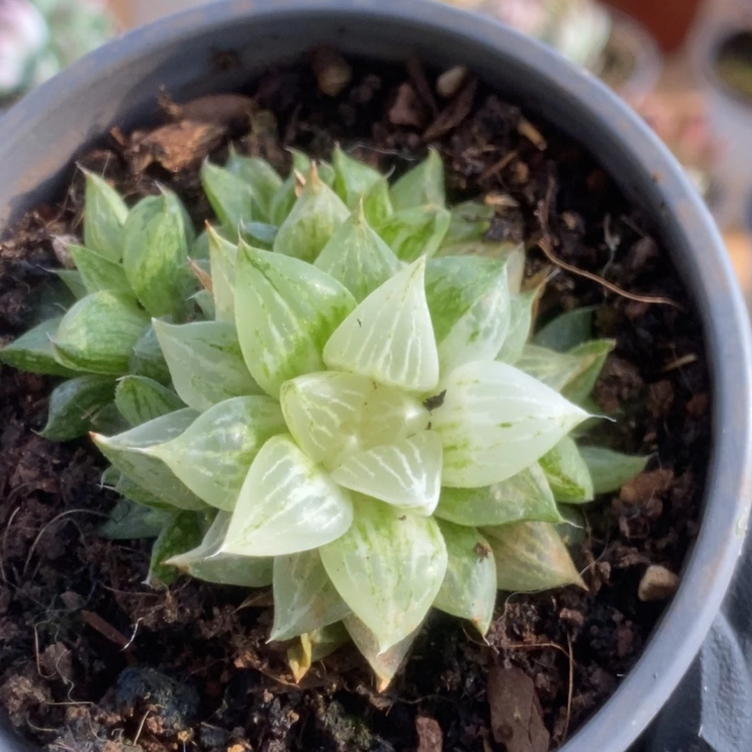 669玉露系锦锦锦锦锦