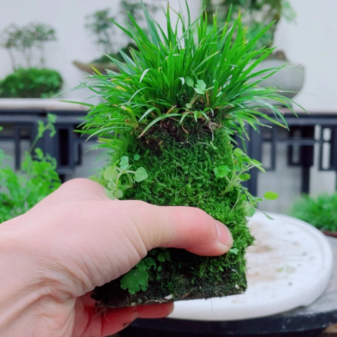 无铅玻璃魏****^铁线蕨铁线蕨铁线蕨