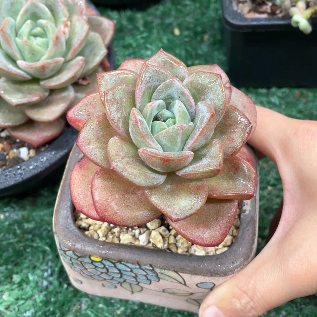 德国香槟一物一拍28包邮非偏远