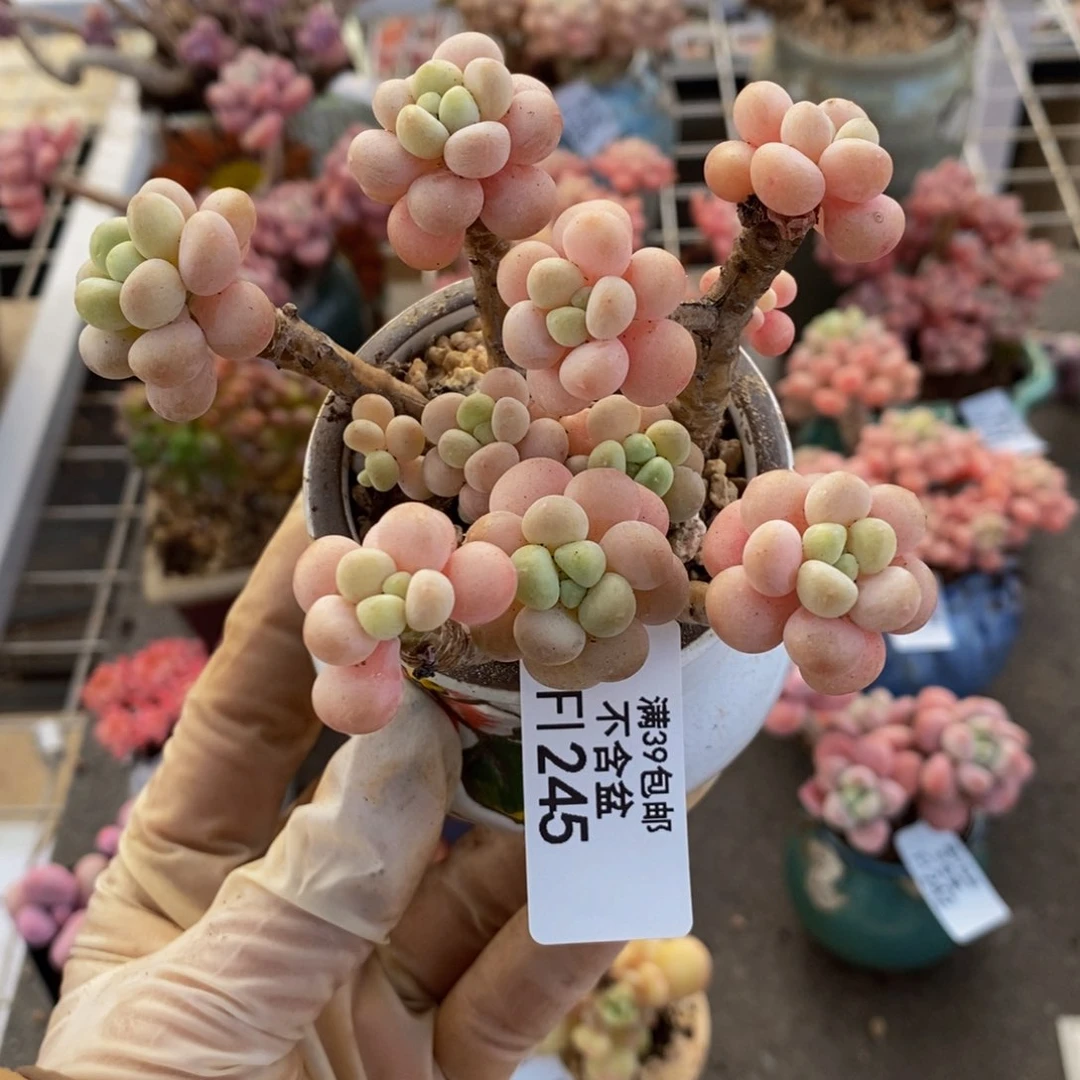 鱼子酱245/7cm多肉