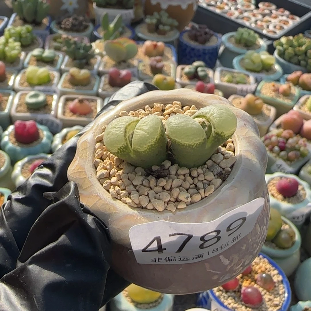 4789--一物一拍 带盆