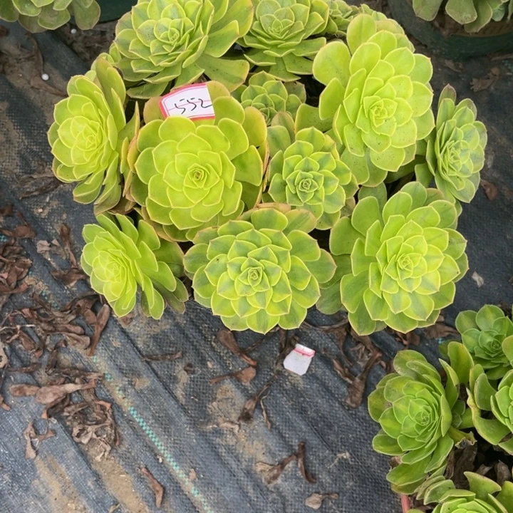 552雨荷多肉植物法师