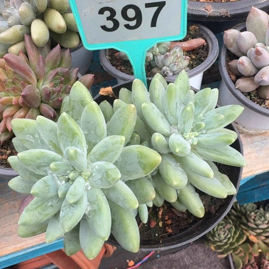 多肉植物啊蒂斯托397