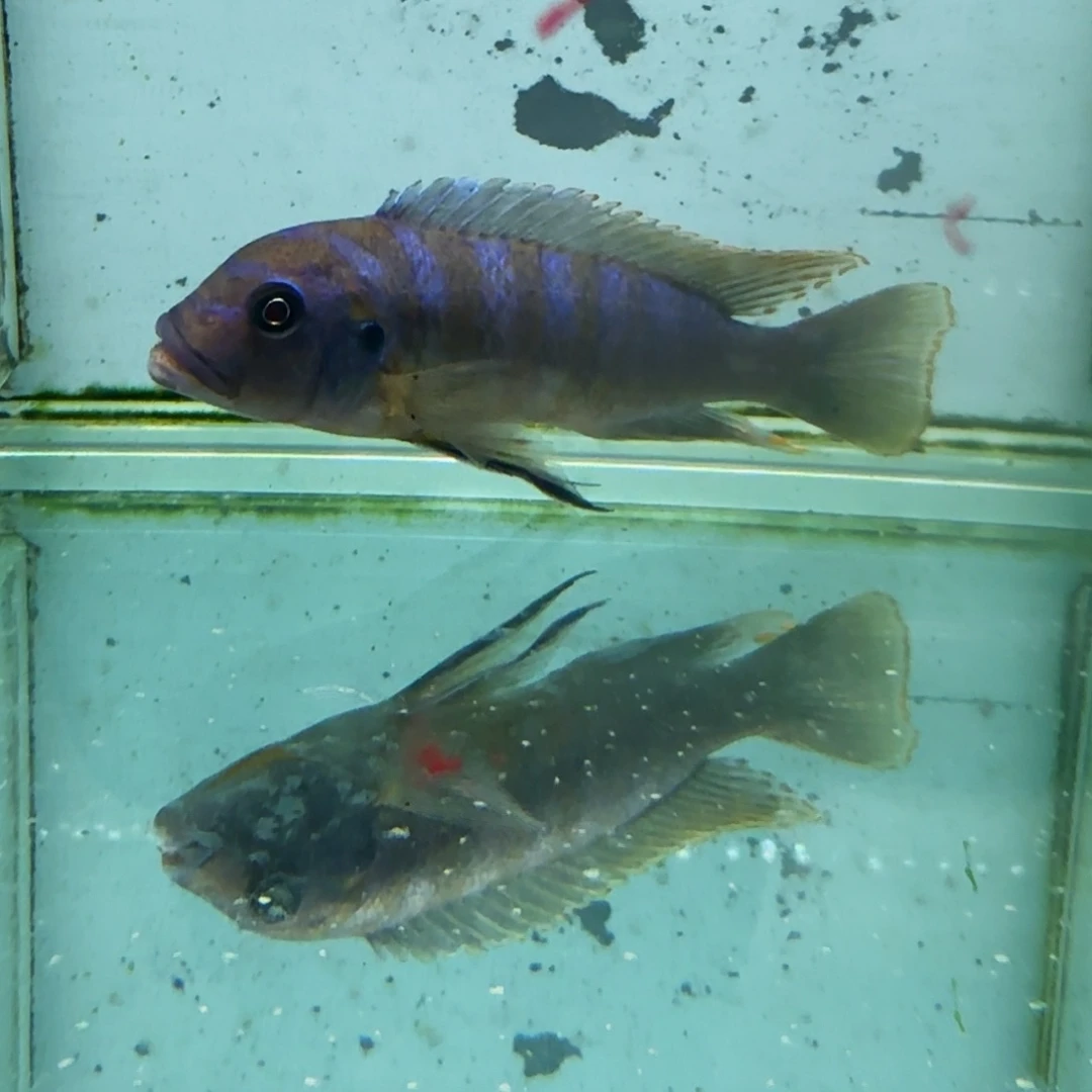 K***k海水695野轮多费恩。
