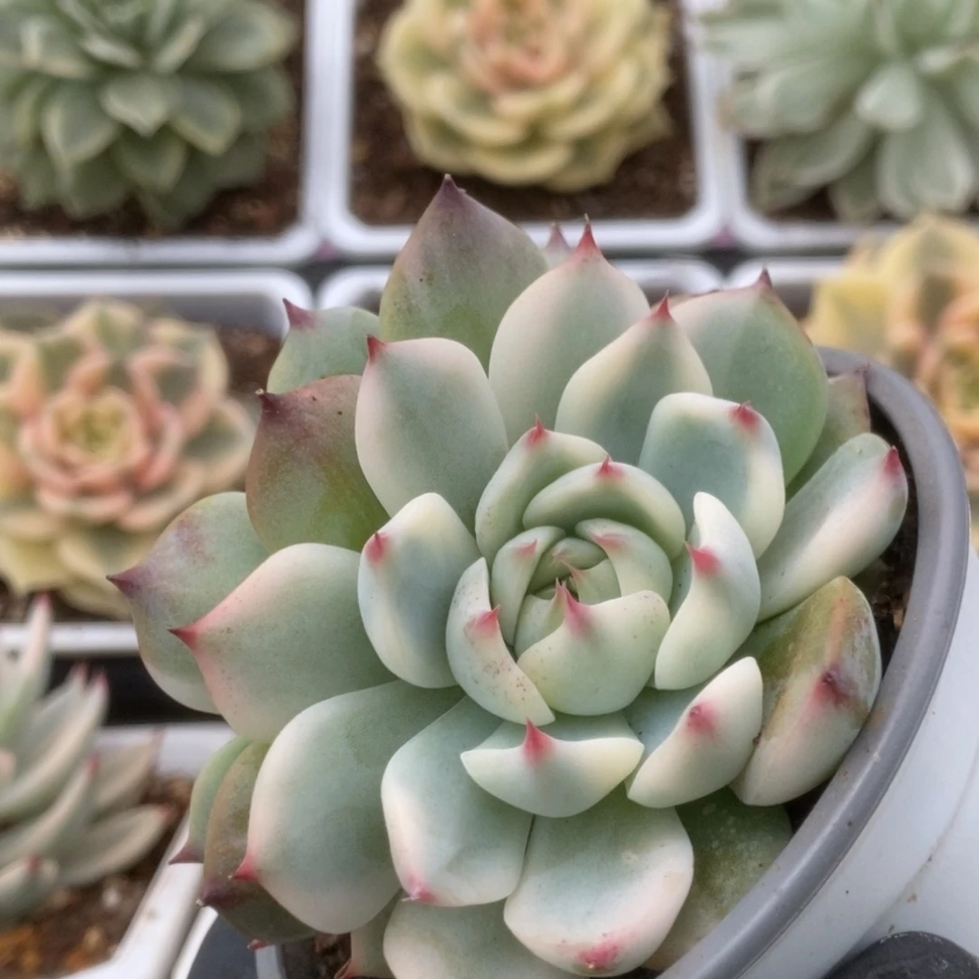 076锦锦锦锦锦锦锦锦锦