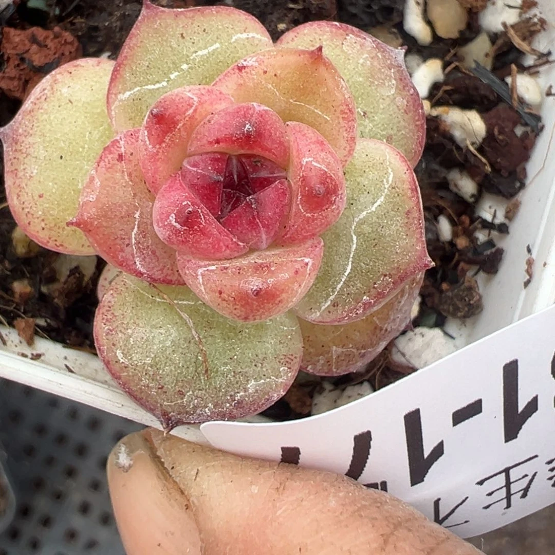 小卡拉米糖心一物一拍31-177