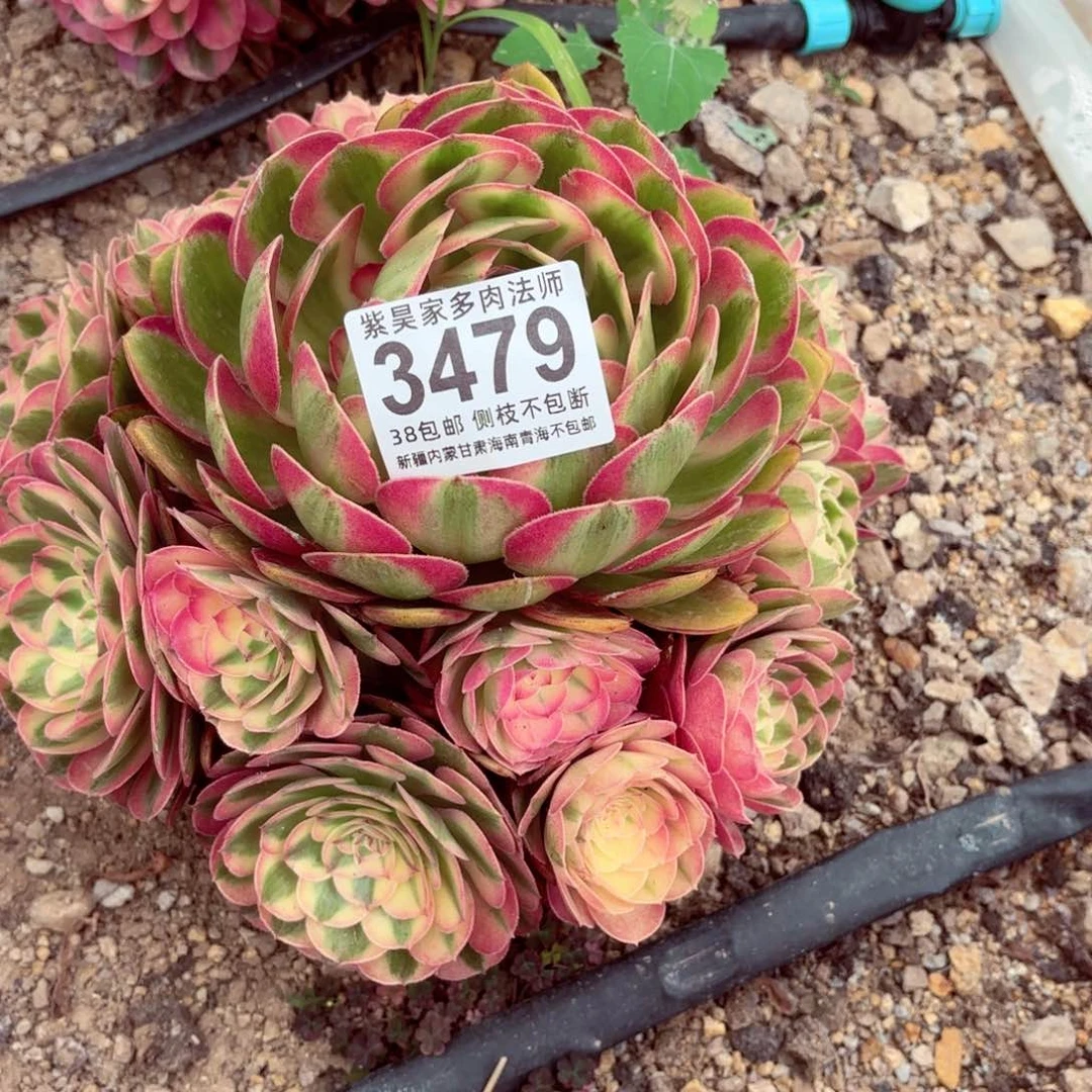 常***赢无花朵倾城3479法师2棚