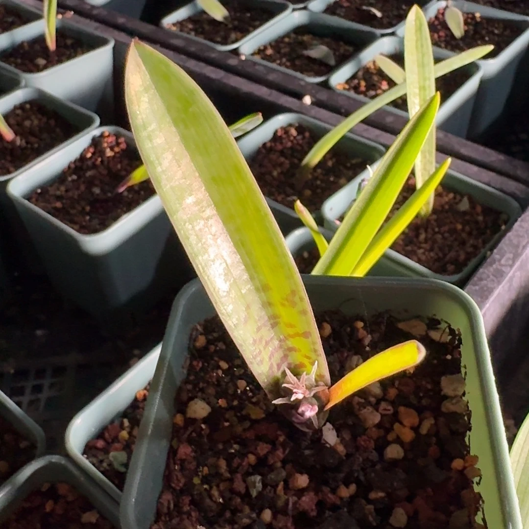 佛里登堡绿松石立金花一个有斑