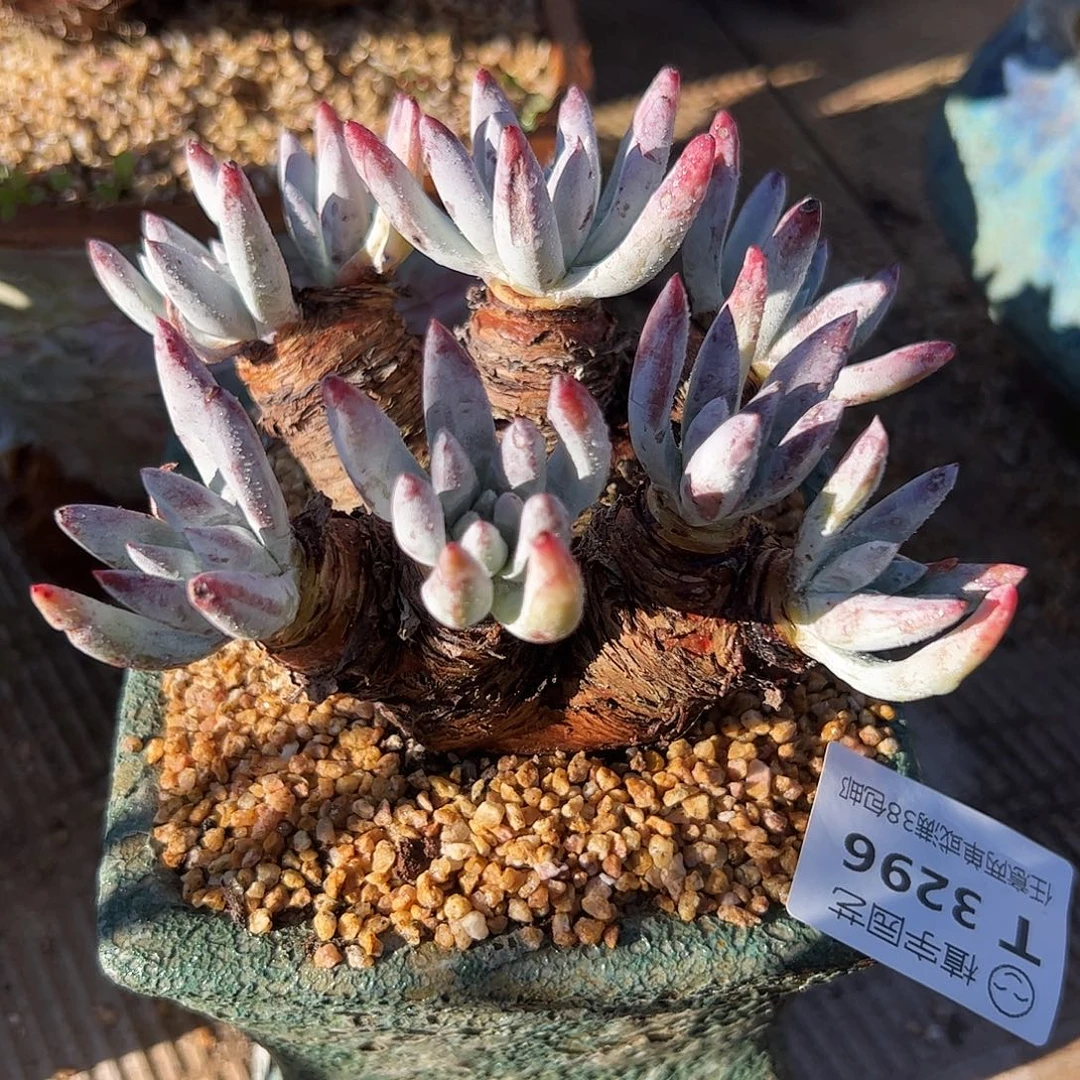 3296野生海瑟仙女杯多肉