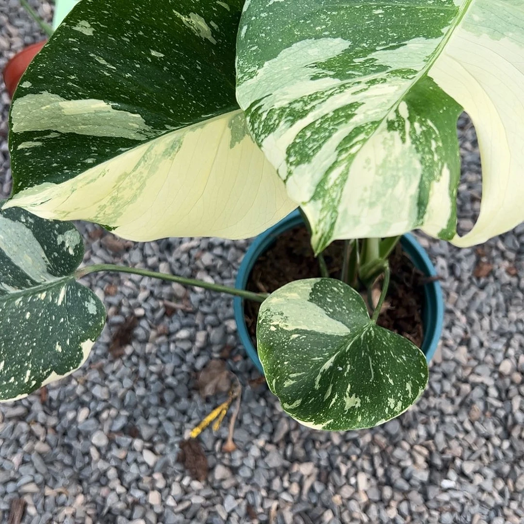 完全开放洒金8888随机发货不售后随机