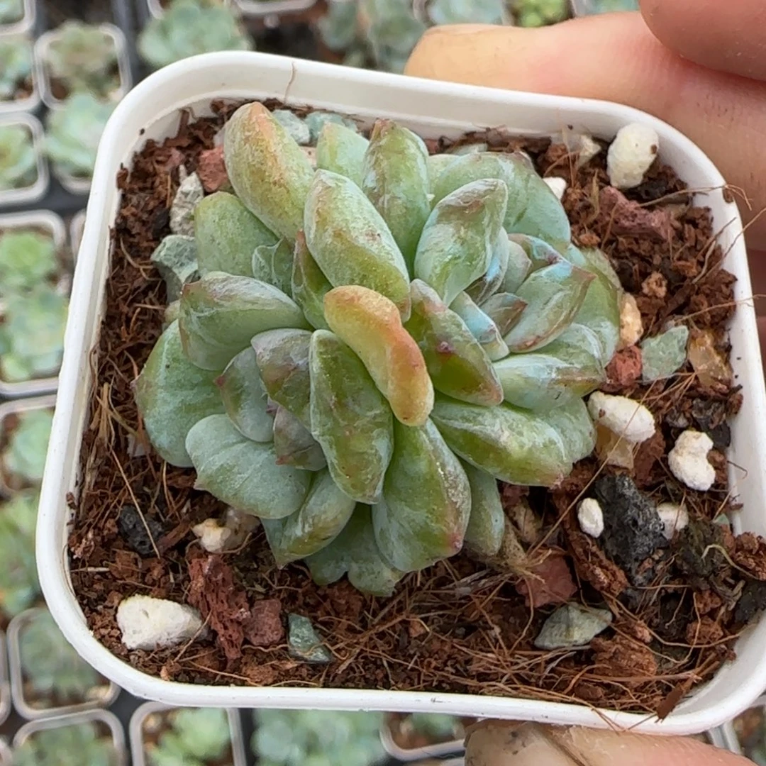 小卡拉米糖心一物一拍23-56