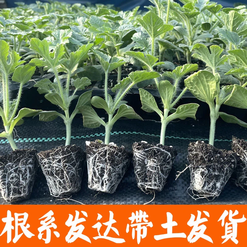 西瓜苗嫁接8424特甜麒麟超甜无籽美都西瓜秧苗盆栽地载种植西瓜苗