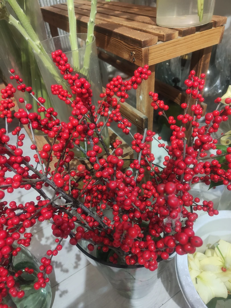 年宵花冬青一捆3根